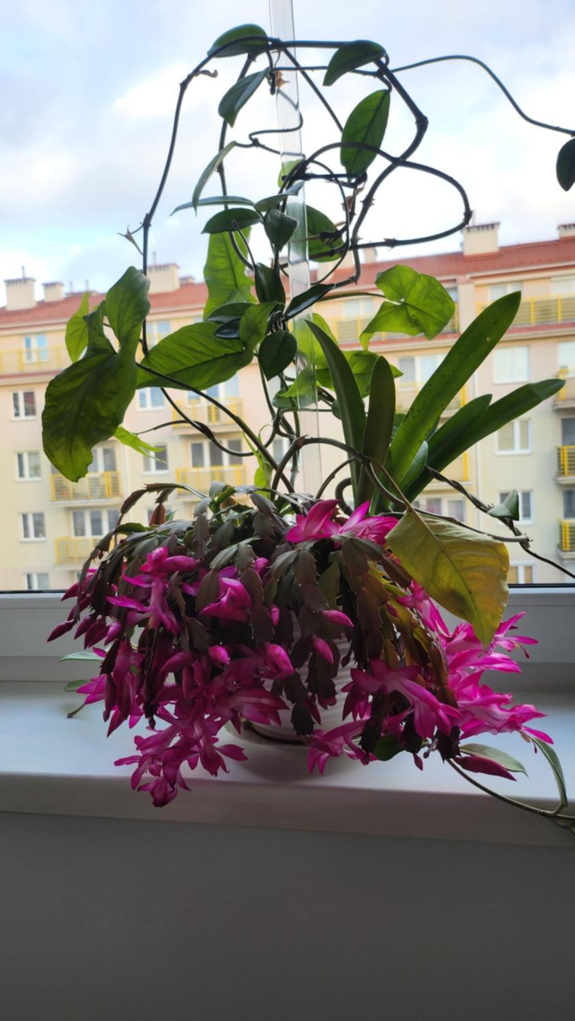 Wspomnienie Mlodosci Apartman Krakkó Kültér fotó